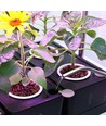 LEDlife hydroponische plantenbak - Wit, incl. groeilamp, 20 plaatsen, 4x2L watertank