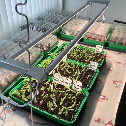 LEDlife Pro-Grow 2.0 groeiset - 2 x 90 cm, 30W LED, volledig spectrum