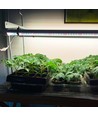 LEDlife Pro-Grow 2.0 groeiset - 2 x 60 cm, 20W LED, volledig spectrum