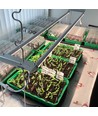 LEDlife Pro-Grow 2.0 groeiset - 2 x 60 cm, 20W LED, volledig spectrum