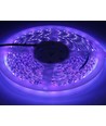 5m 10W/m UV 400 nm LED-strip - 24V DC, IP20, 120 LED