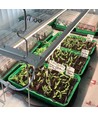 LEDlife Max-Grow 2.0 kweekset - 2 x 60 cm, 30W LED, volspectrum