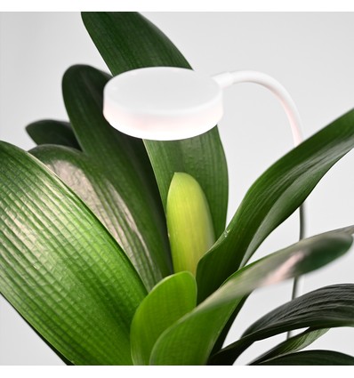 Flexibele groeilamp met grondpen - 12W, timer