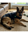 Lichttherapie vest voor grote hond - Infrarood, 15W, incl. powerbank, 80 x 40 cm